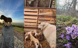 March Photo Challenge: Bloom!