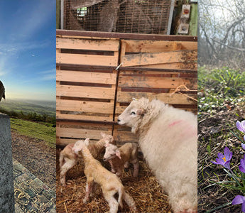 March Photo Challenge: Bloom!